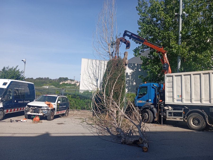 Poda y tala de árboles en Martorell y Castellbisbal