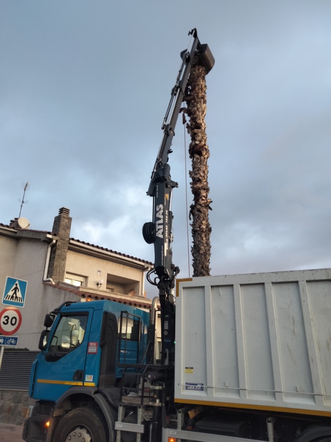 Cortar palmera en Castelldefels
