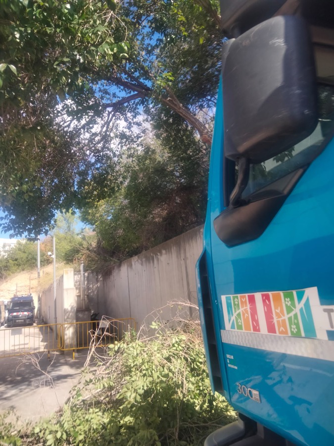 Poda de mantenimiento para evitar problemas con los árboles