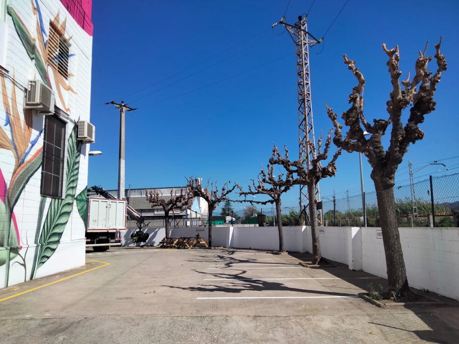 poda arboles valles oriental poda arboles valles oriental