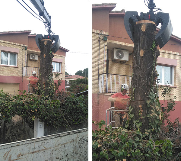 Proceso de tala de árbol en Sant Boi (Barcelona) Proceso de tala de árbol en Sant Boi (Barcelona)