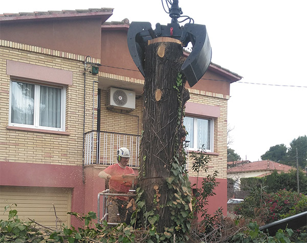 Cortar árbol en Sant Boi (Barcelona)