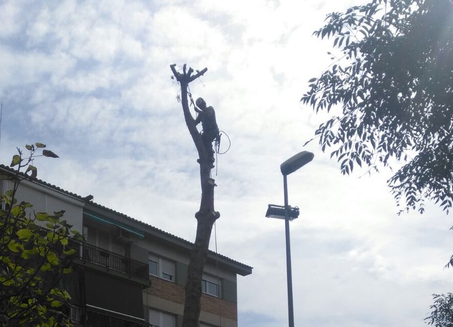 Cortar pinos en Gavà (Barcelona)
