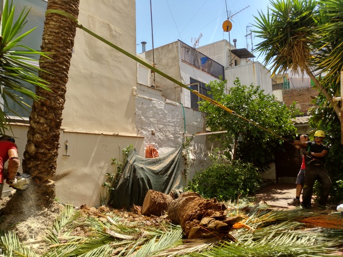 Tala de palmera atacada por el picudo rojo