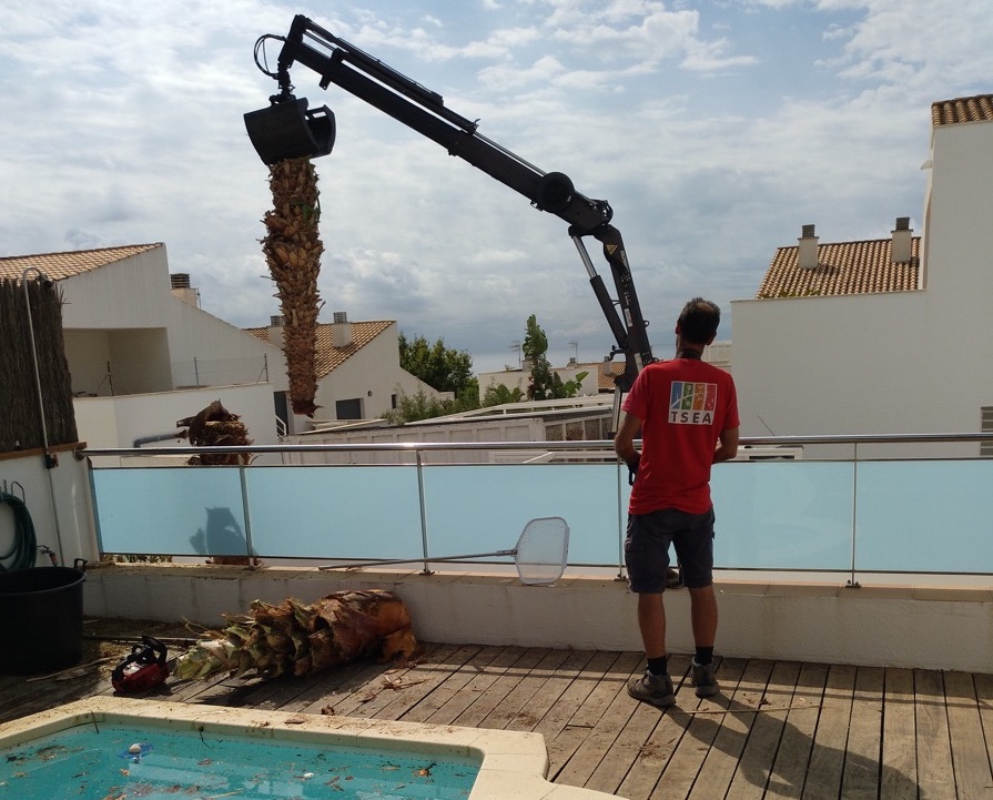 Tala de palmera en Segur de Calafell (Tarragona)