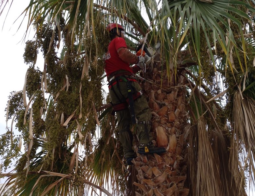 Retirada inicial de las palmas, tras trepar con equipo de seguridad Talar palmera segur calafell Tarragona