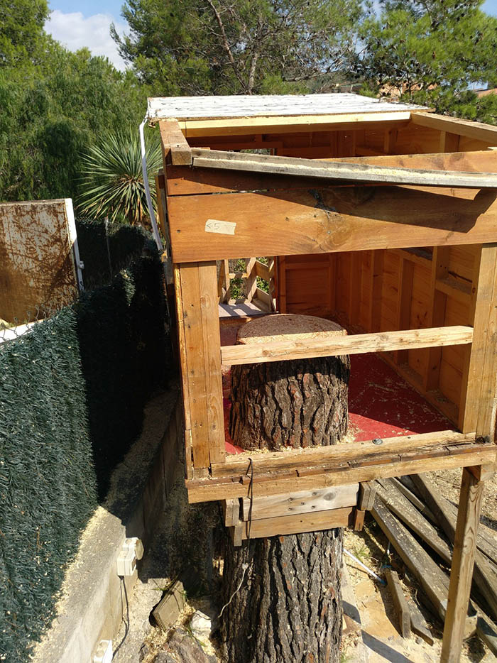 cortar pino sant climent barcelona Detalle tras cortar el pino en Sant Climent