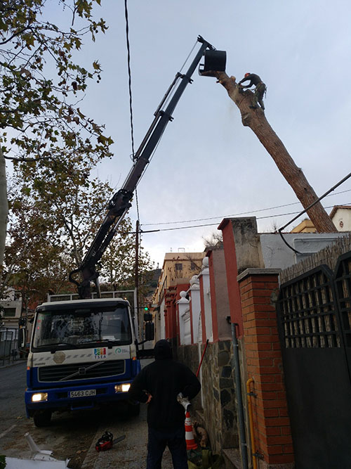 Tala de un pino en Santa Coloma de Gramanet (Barcelona)