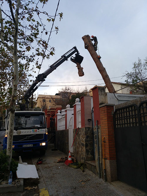 Cortar árbol en Sant Cugat del Vallés