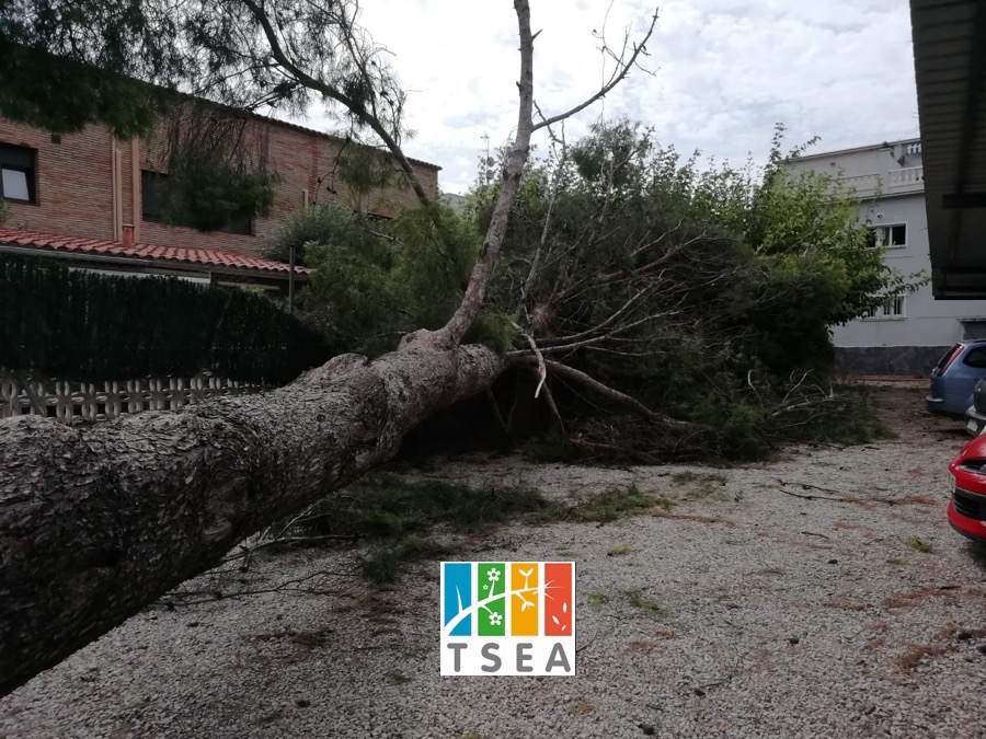 Retirar pino caído en Vilanova i la Geltrú (Garraf)