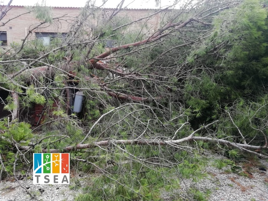 Árbol caído por falta de mantenimiento durante un temporal