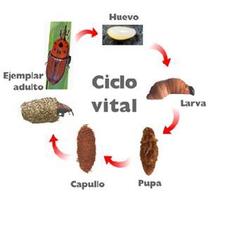 Cicle de desarrollo del picudo rojo de las palmeras