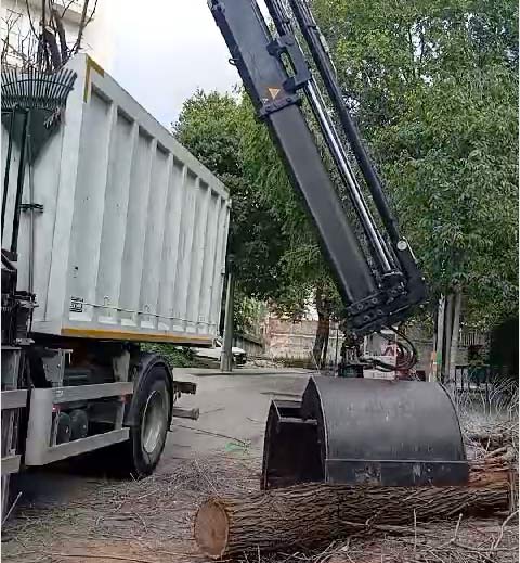 Cortar arbol Rubí Cortar arbol Rubí