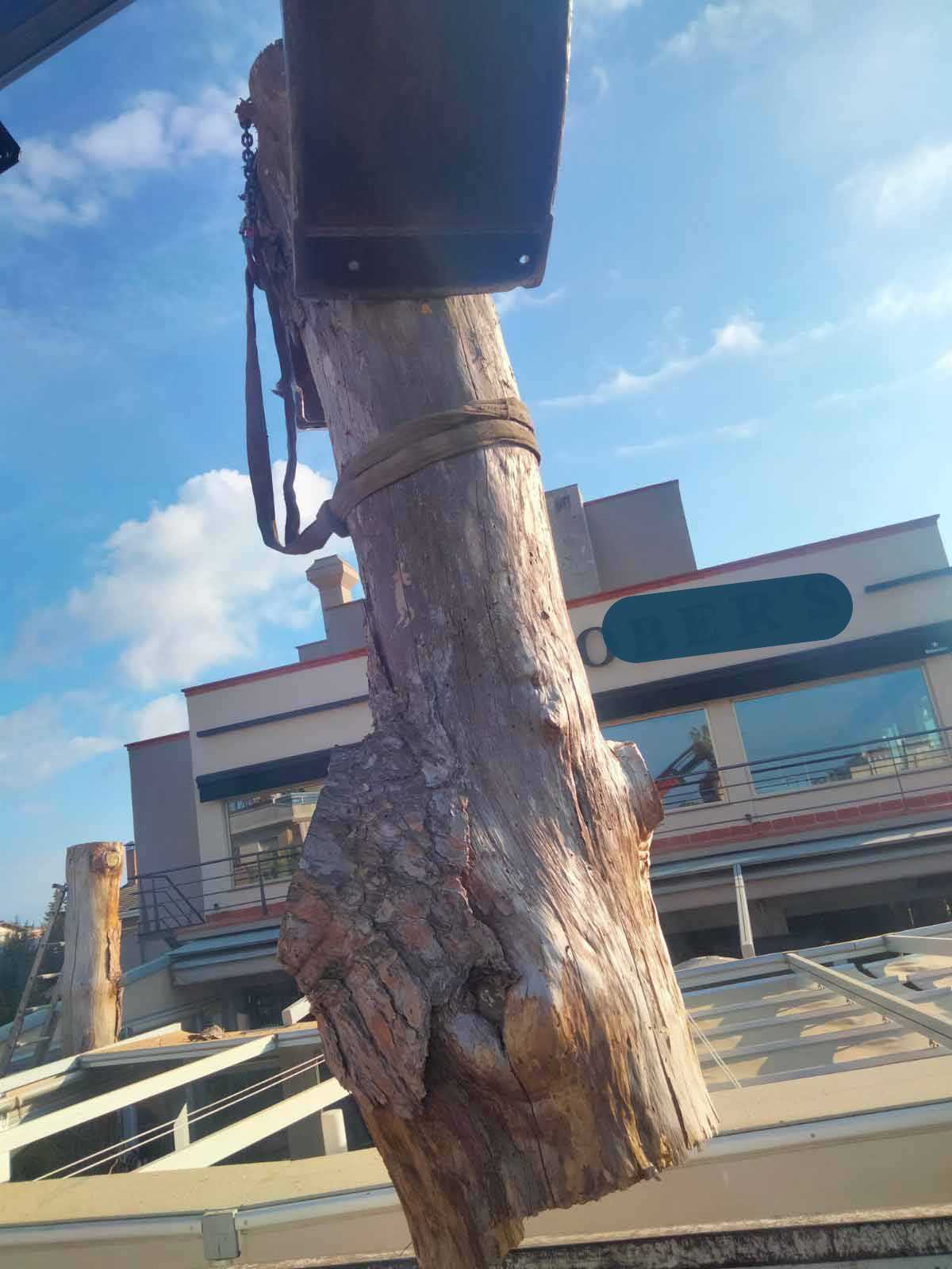 Cortar árbol con sierra y pinza en Castelldefels Cortar árbol con sierra y pinza en Castelldefels