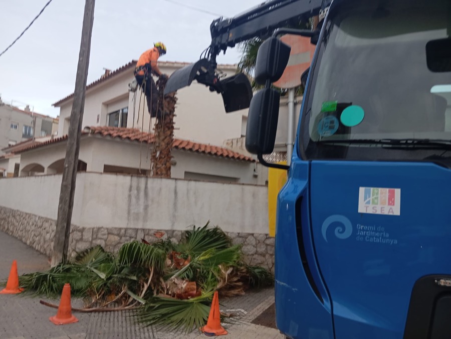 Cortar palmera en La Roca del Vallés