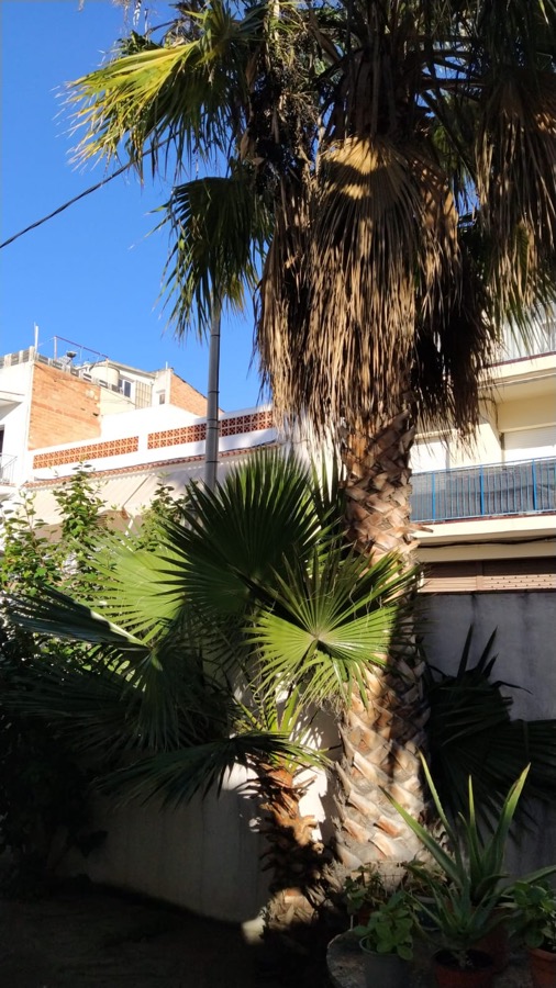Palmera Washingtonia en La Roca del Vallés cortar arbol palmera roca valles 08