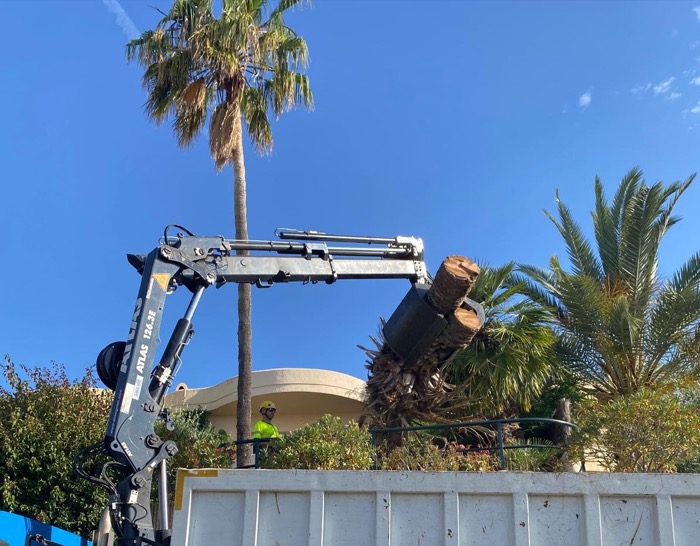 Cortar palmera seca en Sitges (Garraf)