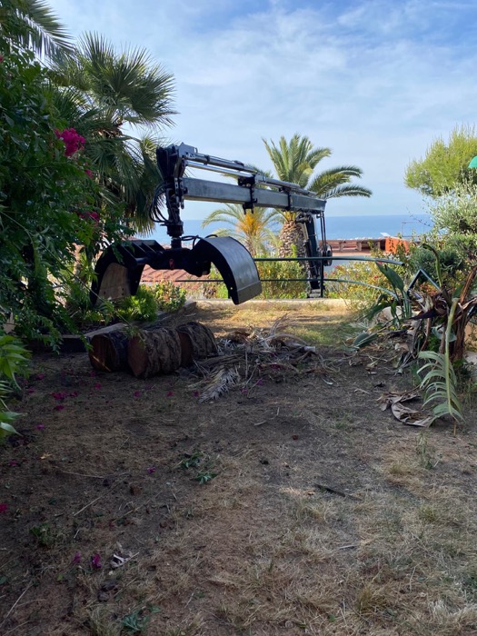 Cortar árbol en Olivella - Canyelles (GARRAF)