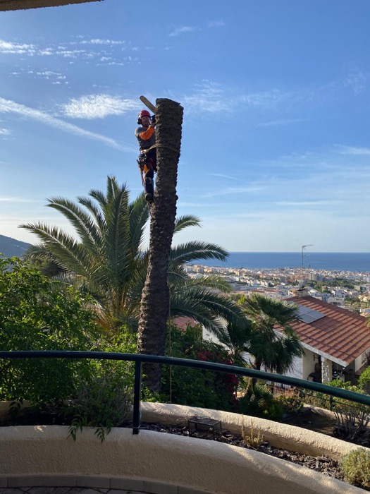 Cortar árbol en Olivella - Canyelles (GARRAF)