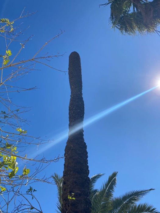 Cortar palmera seca