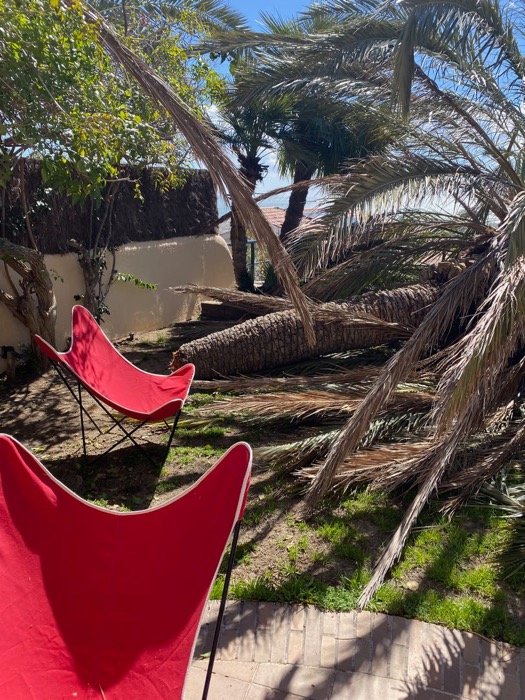 cortar retirar palmera seca muerta 08