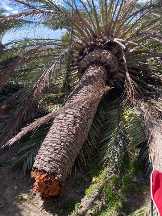 cortar arbol palmera roca valles 08