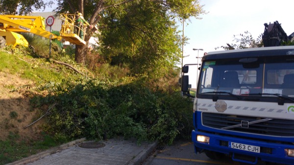 Tala de árboles en Terrassa
