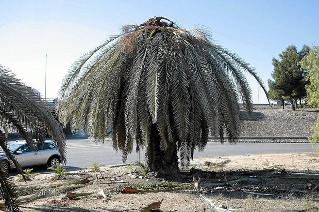 Palmera atacada por el picudo rojo Palmera atacada por el picudo rojo