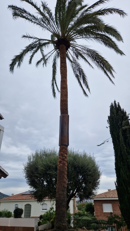 Detalle de la armadura de protección de la palmera Detalle de la armadura de protección de la palmera