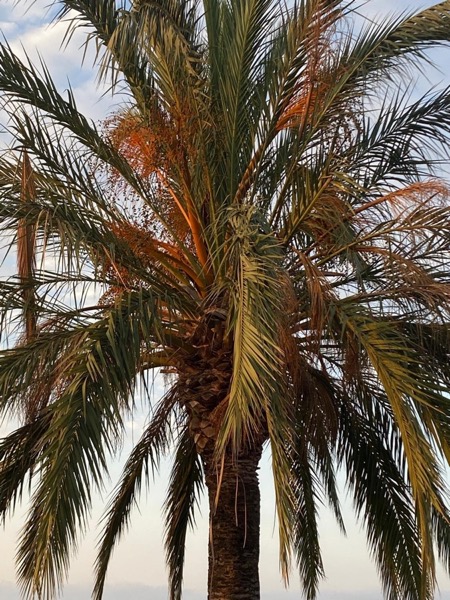 Evitar riesgo de caída de palmeras en Barcelona