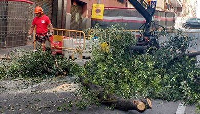 Talar o podar árboles y retirar residuos es uno de nuestros servicios Talar o podar árboles y retirar residuos es uno de nuestros servicios