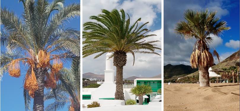 Palmera datilera, canaria y washingtonia Palmera datilera, canaria y washingtonia
